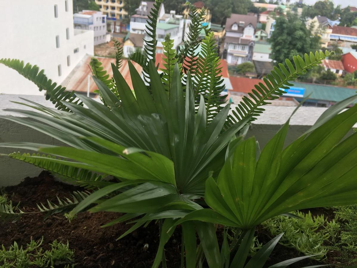 Ivy Hotel Dalat Bagian luar foto